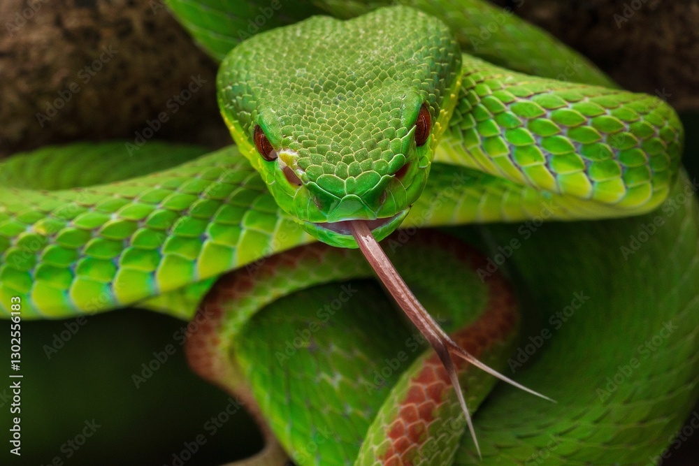 Fototapeta premium Close-up of a vibrant green, white lipped pit viper with its tongue out on a branch