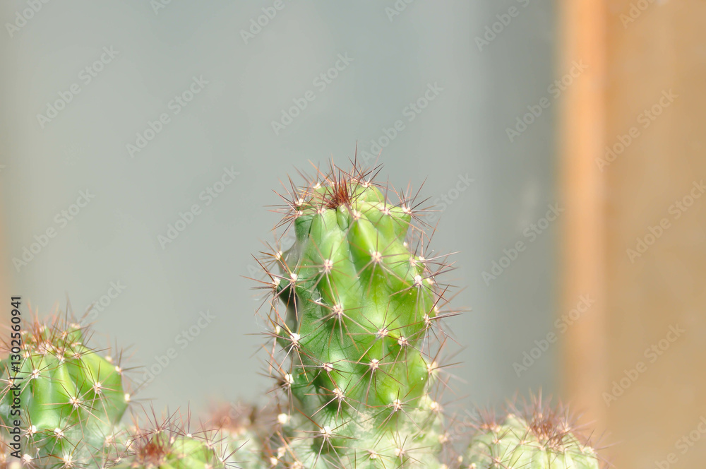 cactus , ERIOCEREUS Harrisia jusbertii or cactus or Fairytale castle or Cereus peruvianus or mammillaria cactus , ERIOCEREUS Harrisia jusbertii or cactus or Fairytale castle or Cereus peruvianus or mammillaria