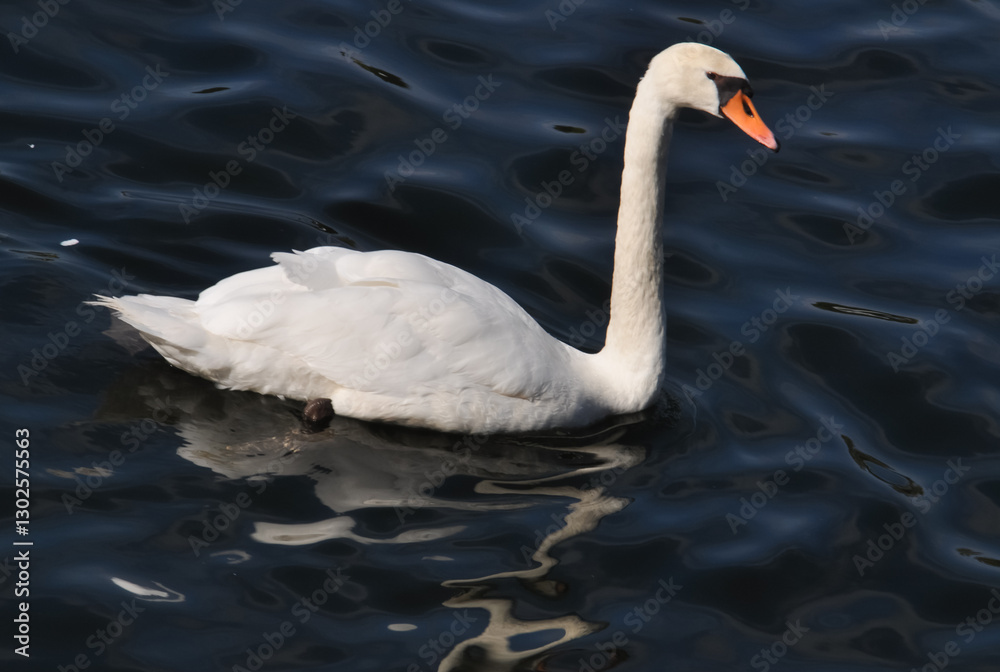 The swan floats on a reservoir The swan floats on a reservoir