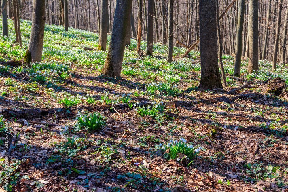 White snowdrop flowers (Galanthus nivalis) in a spring forest White snowdrop flowers (Galanthus nivalis) in a spring forest