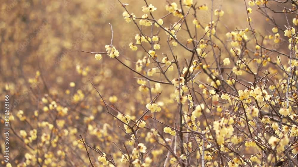 神奈川県足柄上郡松田町 蝋梅