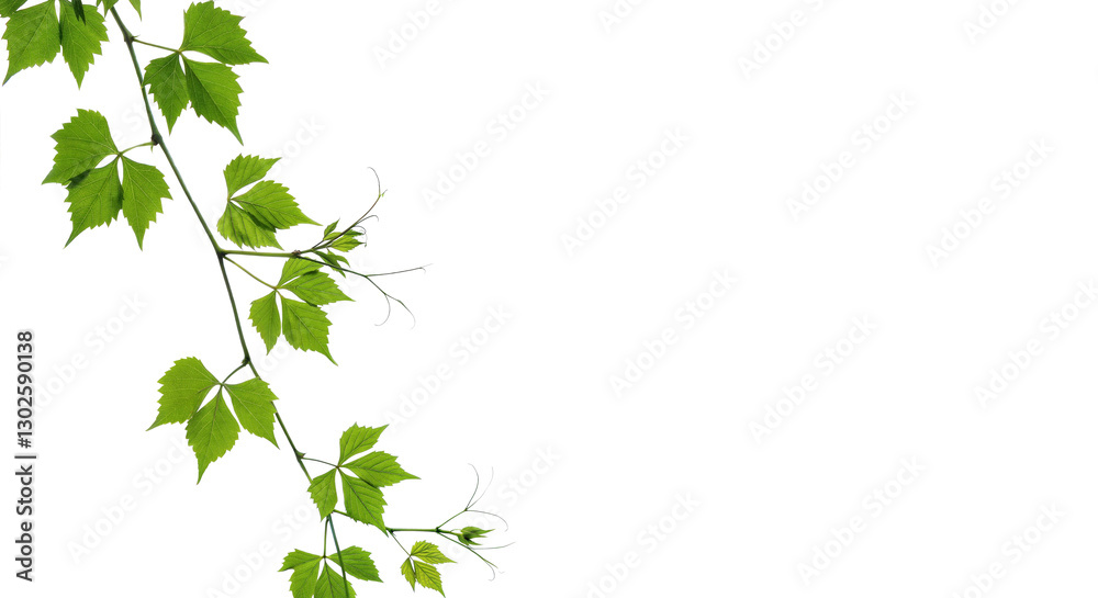 Long grape ivy border plant, design vine leaves, . Isolated on a transparent background. PNG, cutout, or clipping path. Long grape ivy border plant, design vine leaves, . Isolated on a transparent background. PNG, cutout, or clipping path.