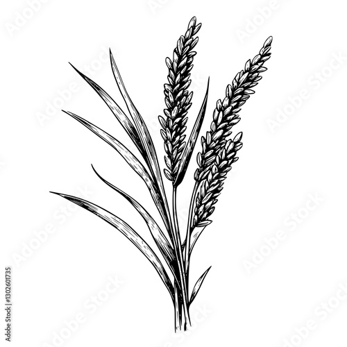 Detailed engraved illustration of wheat plants showcasing their abundant spikes and graceful leaves