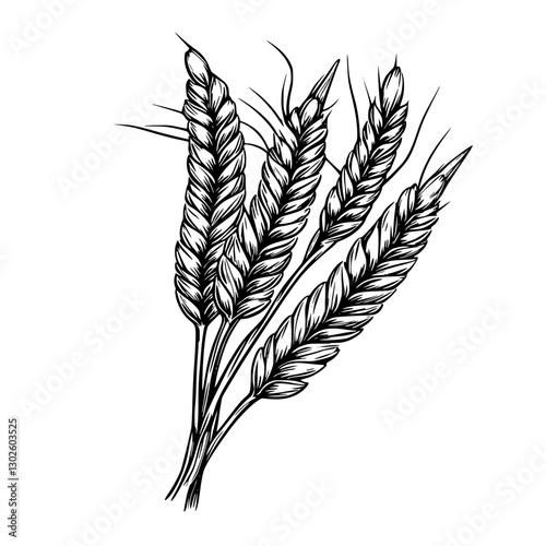 Detailed engraving of wheat stalks in a natural composition showcasing rural agriculture