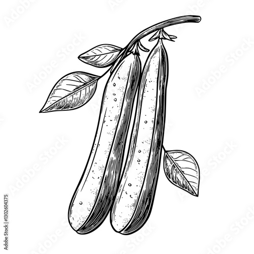 Detailed engraving of cucumber plants showing fresh cucumbers and leaves in rustic style
