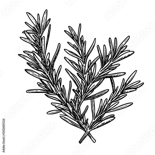 Detailed engraving of rosemary herb showcasing intricate leaf structure and natural growth patterns