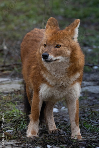 Ussuri dhole (Cuon alpinus alpinus)