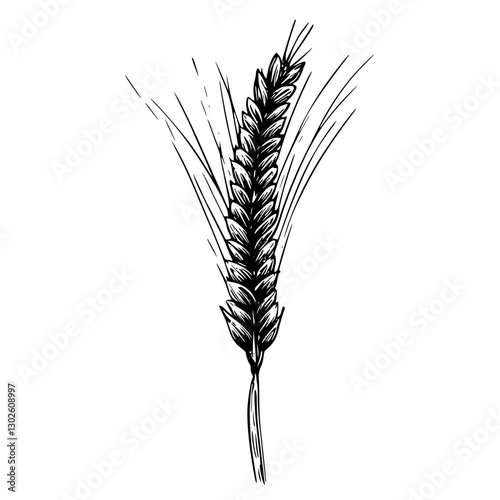 Detailed engraving of a wheat stalk highlighting agricultural beauty and natural elements