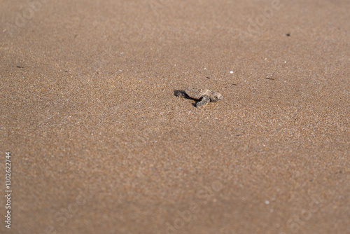 Loggerhead turtle hatchling baby, leaving beach nest and entering ocean sea waves water, endangered wildlife conservation protection, Mon Repos sanctuary Queensland Australia