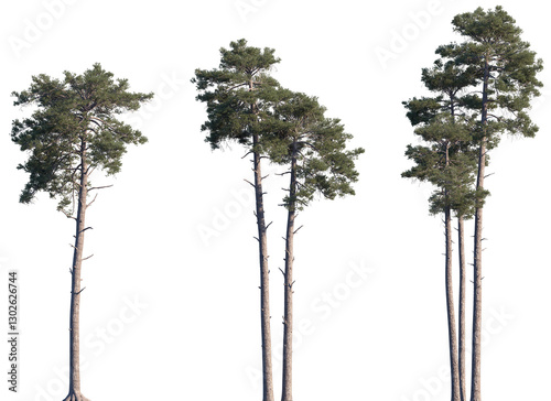 Set of Pinus sylvestris (the Scots pine, Scotch pine, Baltic pine, European red pine) frontal isolated png on a transparent background perfectly cutout photo