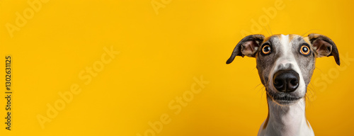 Whippet dog on minimalistic colorful background with Copy Space. Perfect for banners, veterinary ads, pet food promotions, and minimalist designs.
