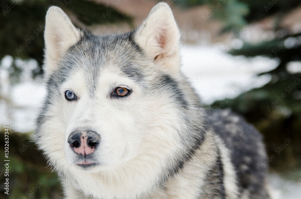 Naklejka premium Close-up of husky with heterochromia, showcasing unique eye colors. Set against snowy background with soft lighting, highlighting fur texture. Calm expression enhances natural beauty