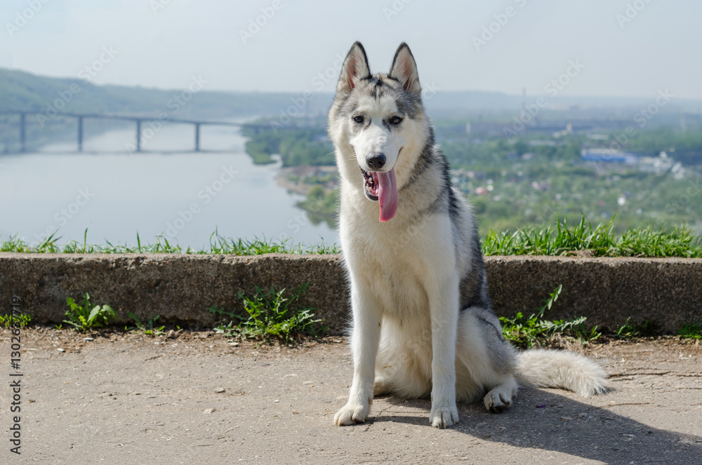Siberian husky sitting on dirt path overlooking river and distant bridge. Clear blue sky and green landscape enhance calm atmosphere. Dogs focus and playful tongue add charm Siberian husky sitting on dirt path overlooking river and distant bridge. Clear blue sky and green landscape enhance calm atmosphere. Dogs focus and playful tongue add charm