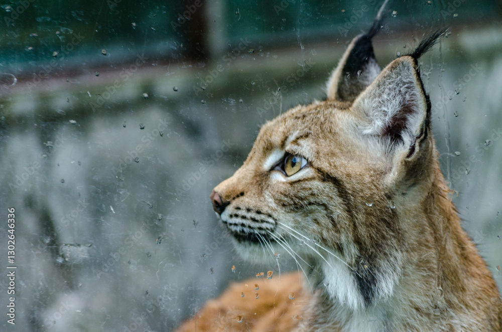 Obraz premium Lynx gazes intently through raindrop-speckled glass. Enclosure backdrop appears blurred, highlighting felines sharp profile and distinctive tufted ears. Calm yet alert expression