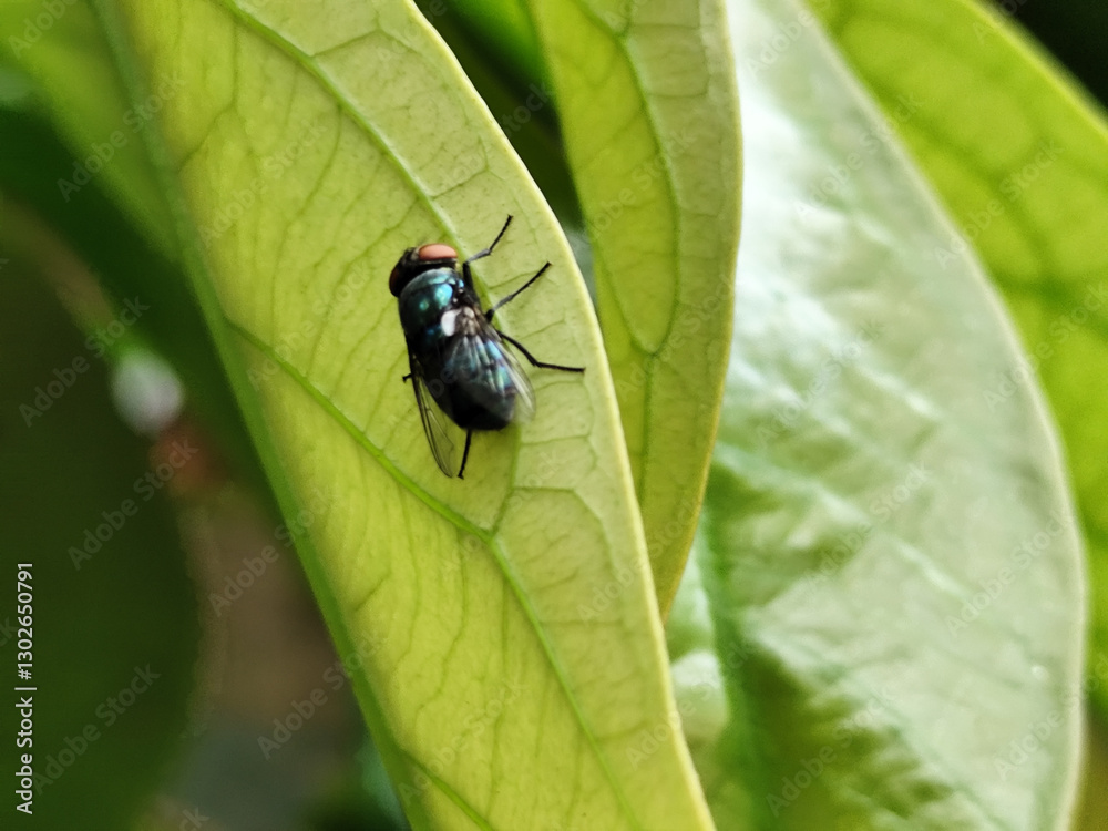 Flies with red eyes and thin wings landed on trees. This type is often seen flying in kitchens and trash cans. Flies with red eyes and thin wings landed on trees. This type is often seen flying in kitchens and trash cans.
