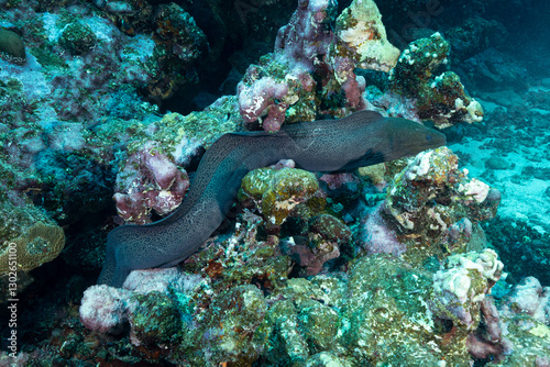 Murena gigante, Gymnothorax javanicus, sulla barriera corallina