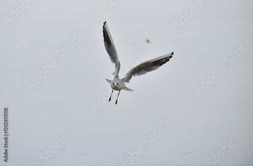 Mouette