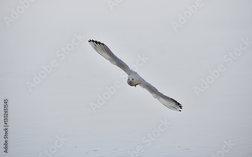 Mouette