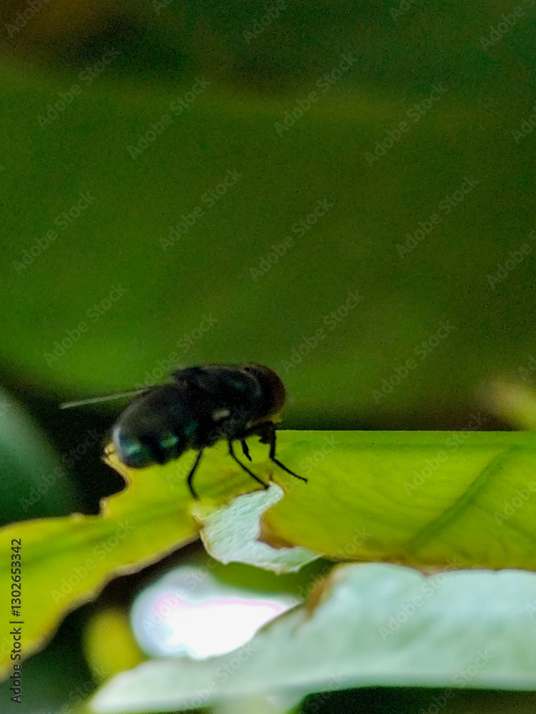 Fototapeta premium Flies with red eyes and thin wings landed on trees. This type is often seen flying in kitchens and trash cans.