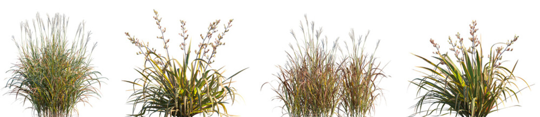 Set of Miscanthus purpurascens and Phormium cookianum tricol frontal grass isolated png on a transparent background perfectly cutout high resolution