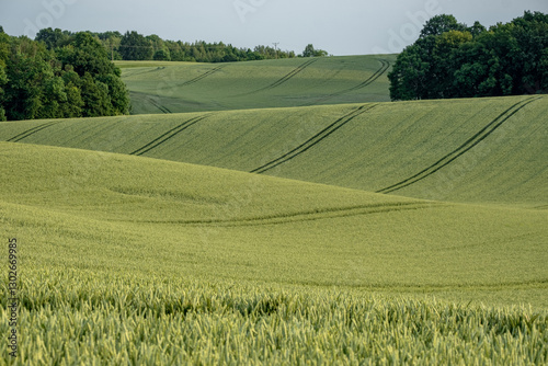 Vibrant green wheat covers rolling hills with distinctive tractor tracks cutting across. These parallel lines follow the terrain, creating rhythmic patterns in the young crop field.