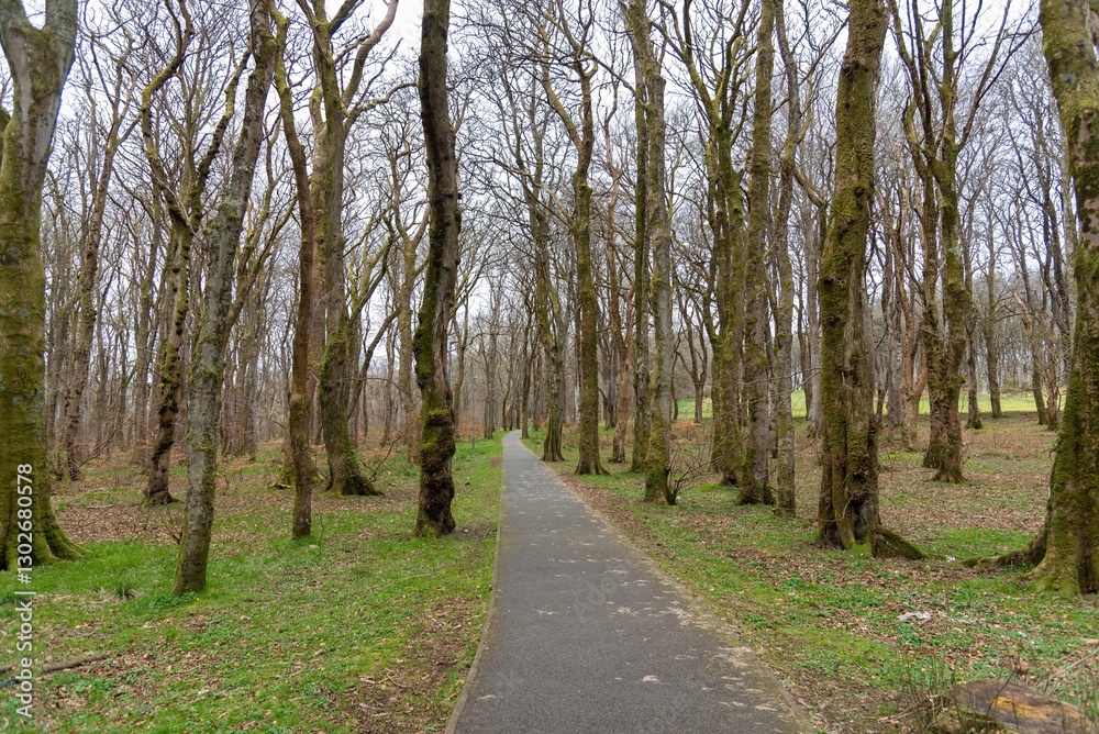 Obraz premium road in the forest