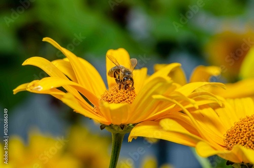 Bumblebee on a yellow flower on a sunflower.