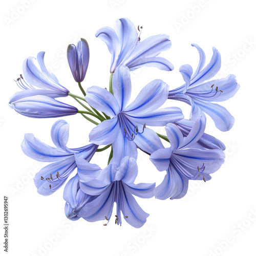 Agapanthus Flower isolated on transparent background