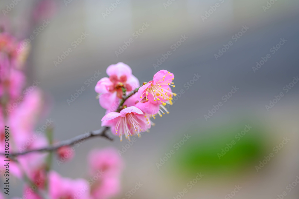 Obraz premium ピンク色の梅の花 神戸市東灘区の公園で撮影