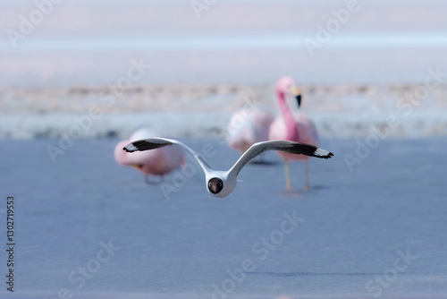 Flying Franklin's Gull Leucophaeus pipixcan, Franklin's Gull Bird flies overhead, about to land among flock of flamingos in Bolivia.