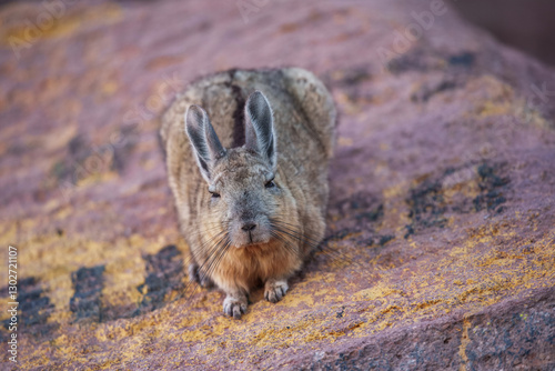 Close-up portrait of Southern Viscacha, (Lagidium viscacia) , looks like a crossing of hare and Chinchilla and lives in the higher altitudes of the Andes, alti plano in Chile, Argentina and Bolivia photo