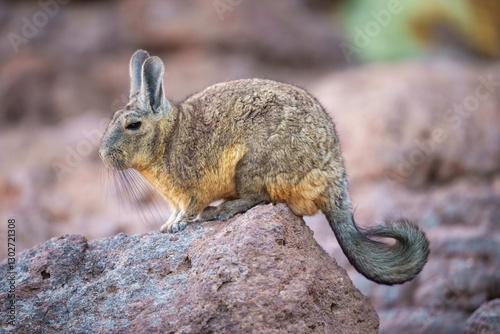 Close-up portrait of Southern Viscacha, (Lagidium viscacia) , looks like a crossing of hare and Chinchilla and lives in the higher altitudes of the Andes, alti plano in Chile, Argentina and Bolivia photo