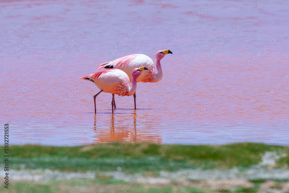 Fototapeta premium James flamingo (Phoenicoparrus jamesi) in Laguna Colorada (Red Lagoon), Eduardo Avaroa Andean Fauna nature reserve, Bolivia.