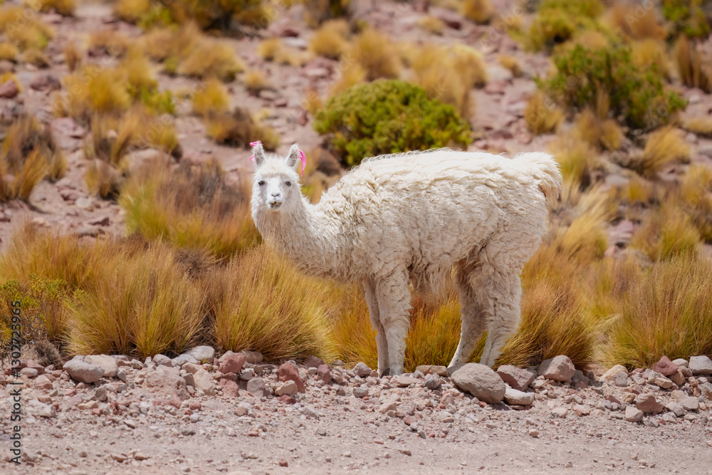 Group of beautiful decorated Llamas in the highlands of Bolivia staring into the camera.
Group of beautiful decorated Llamas in the highlands of Bolivia staring into the camera.