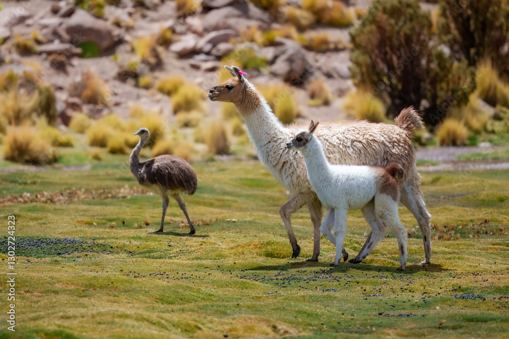 Group of beautiful decorated Llamas in the highlands of Bolivia staring into the camera.
Group of beautiful decorated Llamas in the highlands of Bolivia staring into the camera.