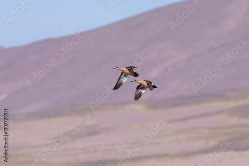 Crested Duck (Lophonetta specularioides specularioides) flying over laguna Colorada, Bolivia. photo