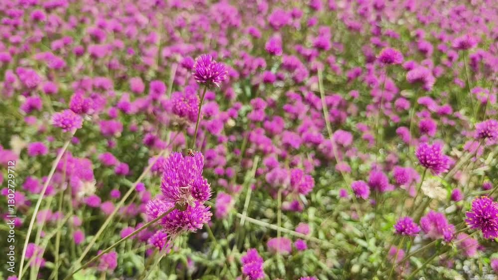 Pink flowers and bee in meadow. Natural wildlife. Pink flowers and bee in meadow. Natural wildlife.