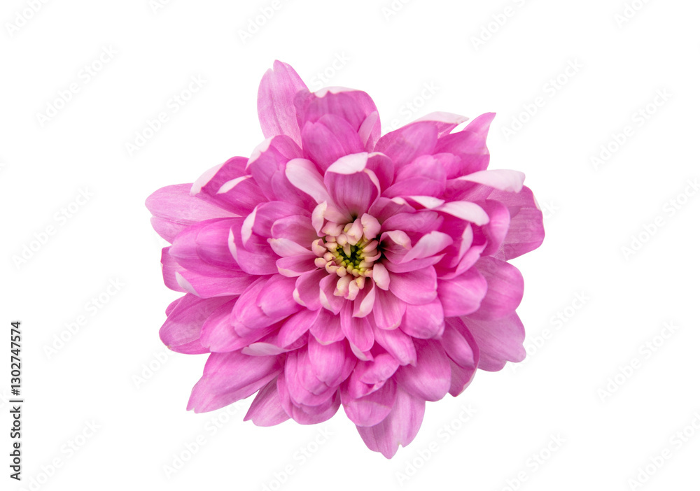 Pink dahlia flower isolated on white, transparent. Fresh blossom closeup top view Pink dahlia flower isolated on white, transparent. Fresh blossom closeup top view