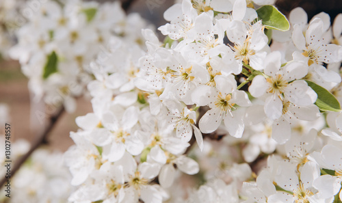 White spring flowers blooming on branch in orchard