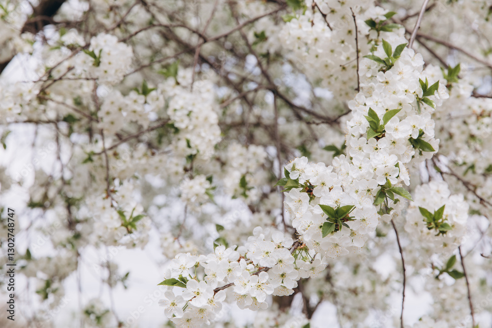 White cherry tree flowers blooming in spring White cherry tree flowers blooming in spring