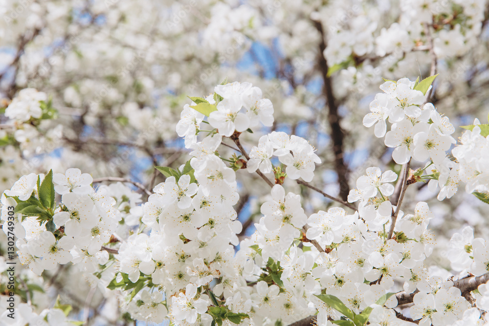 White cherry tree flowers blooming in spring White cherry tree flowers blooming in spring