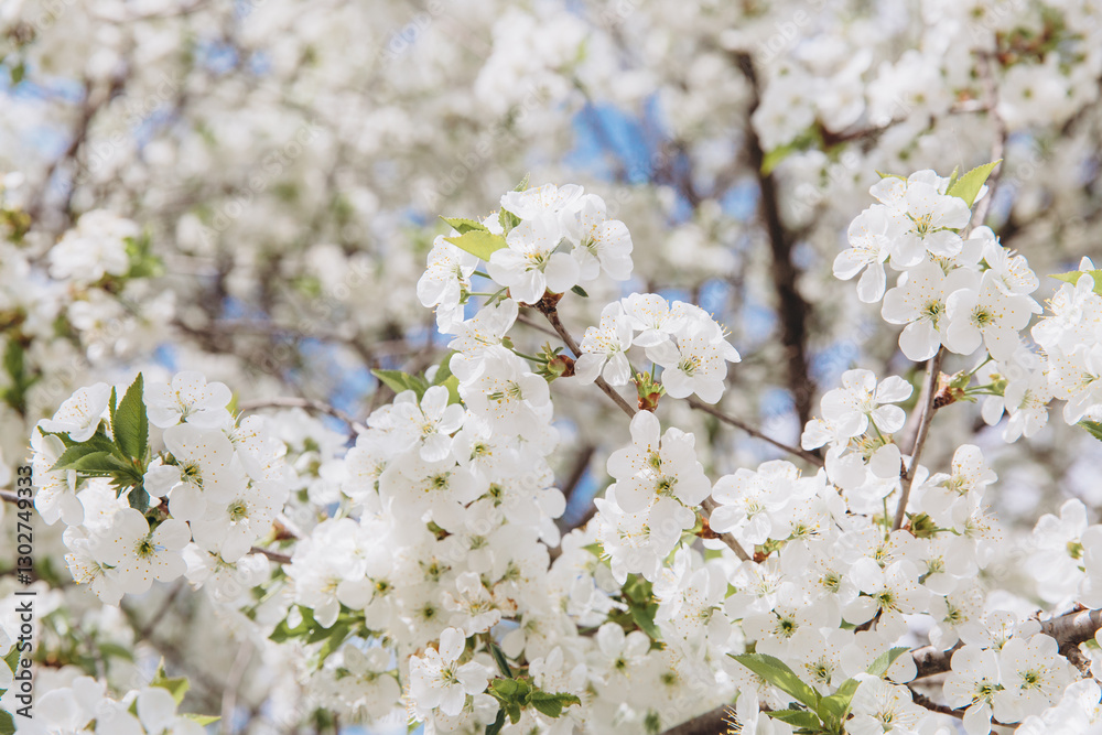 White cherry tree flowers blooming in spring White cherry tree flowers blooming in spring