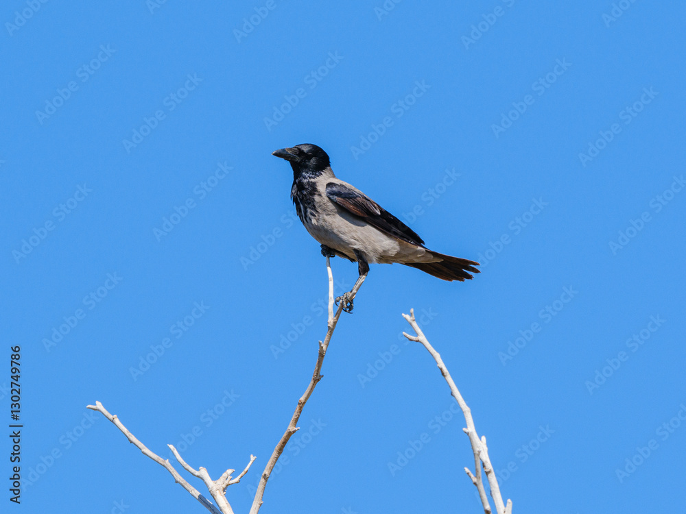 Fototapeta premium a crow on a tree branch