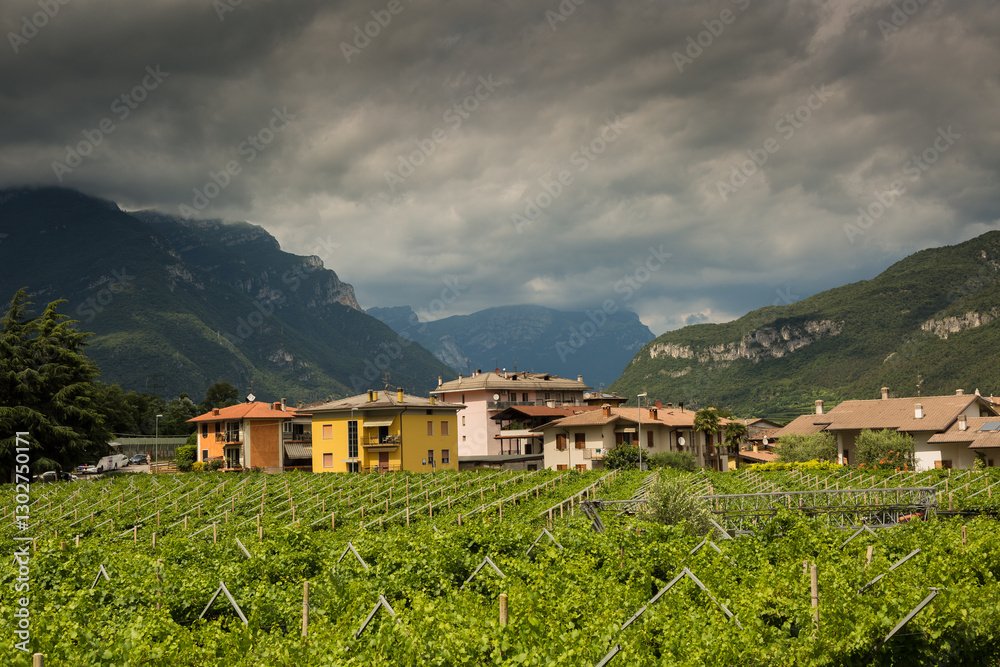 Obraz premium Rows of vineyards with grapes at sunset, panoramic view of wine farm in Northern Italy