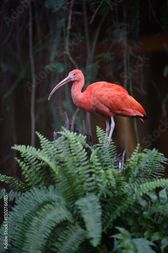 Ibis rouge