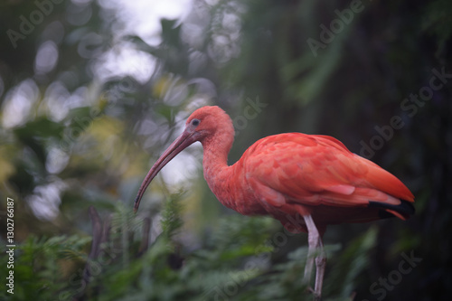 Ibis rouge