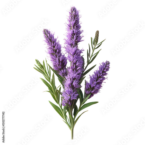 Liatris Flower isolated on transparent background