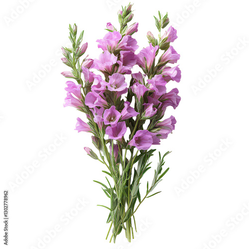 Linaria Flower isolated on transparent background