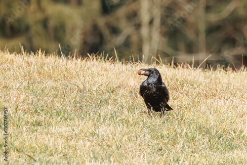 Krähe auf Wiese mit Nuss im Schnabel.