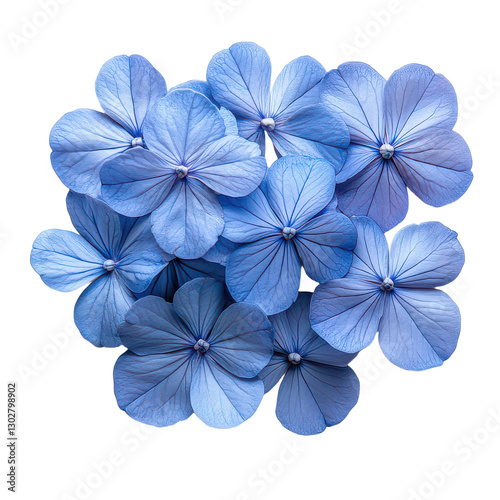 Plumbago Flower isolated on transparent background